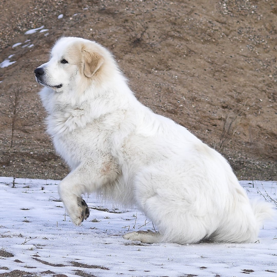 大白熊犬 - 品種犬健康與遺傳疾病圖鑑