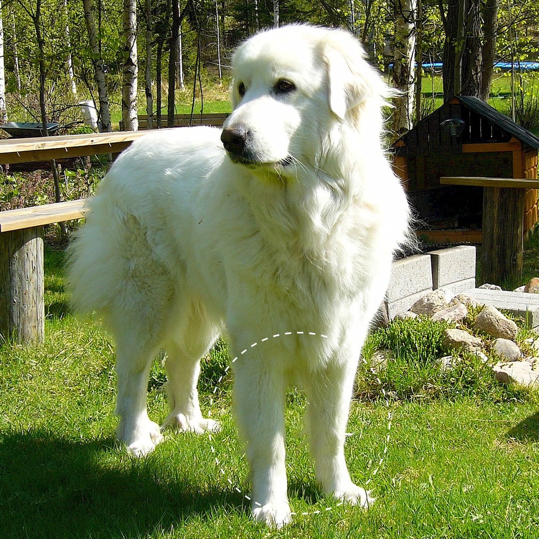 大白熊犬 - 品種犬健康與遺傳疾病圖鑑