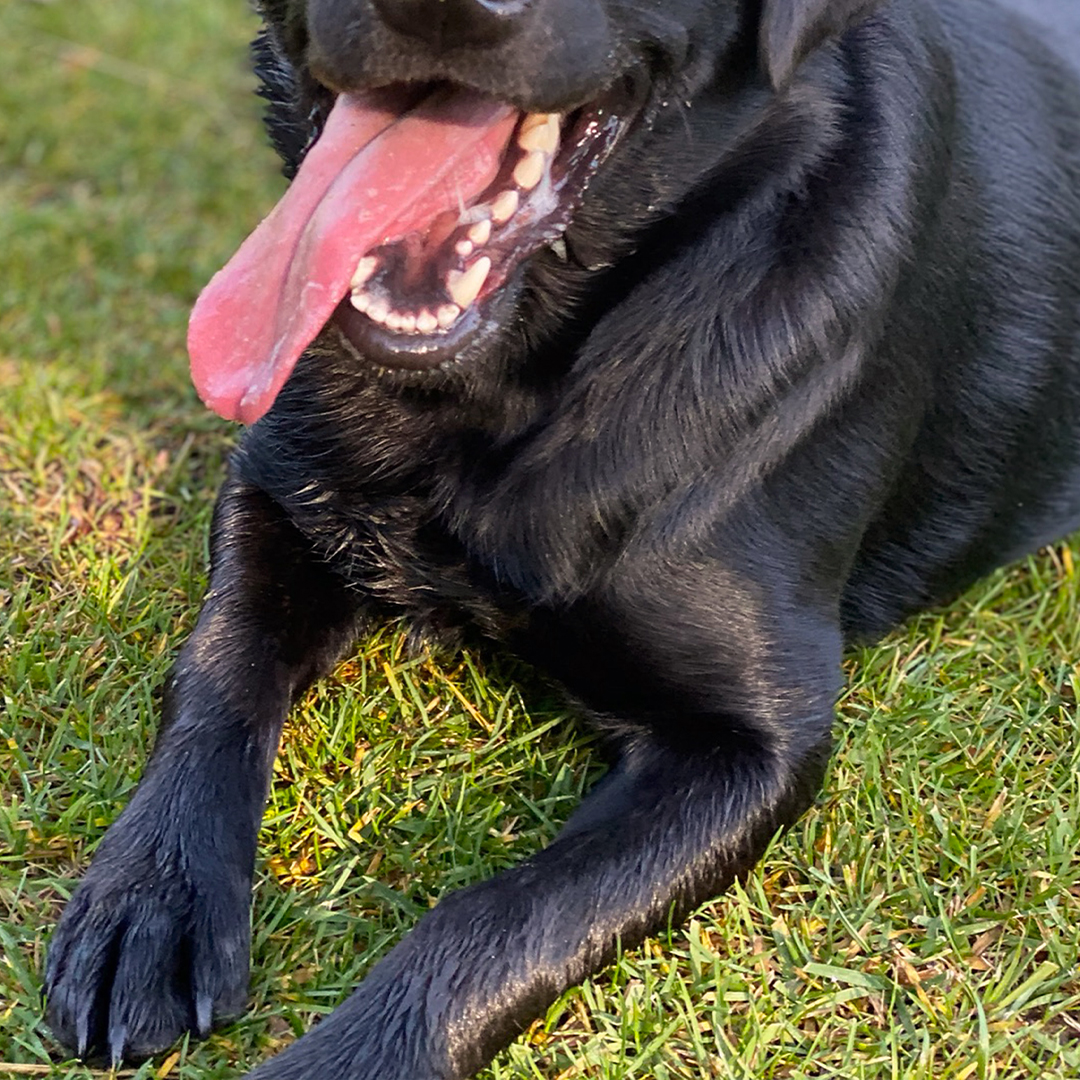 拉不拉多 品種犬健康與遺傳疾病圖鑑