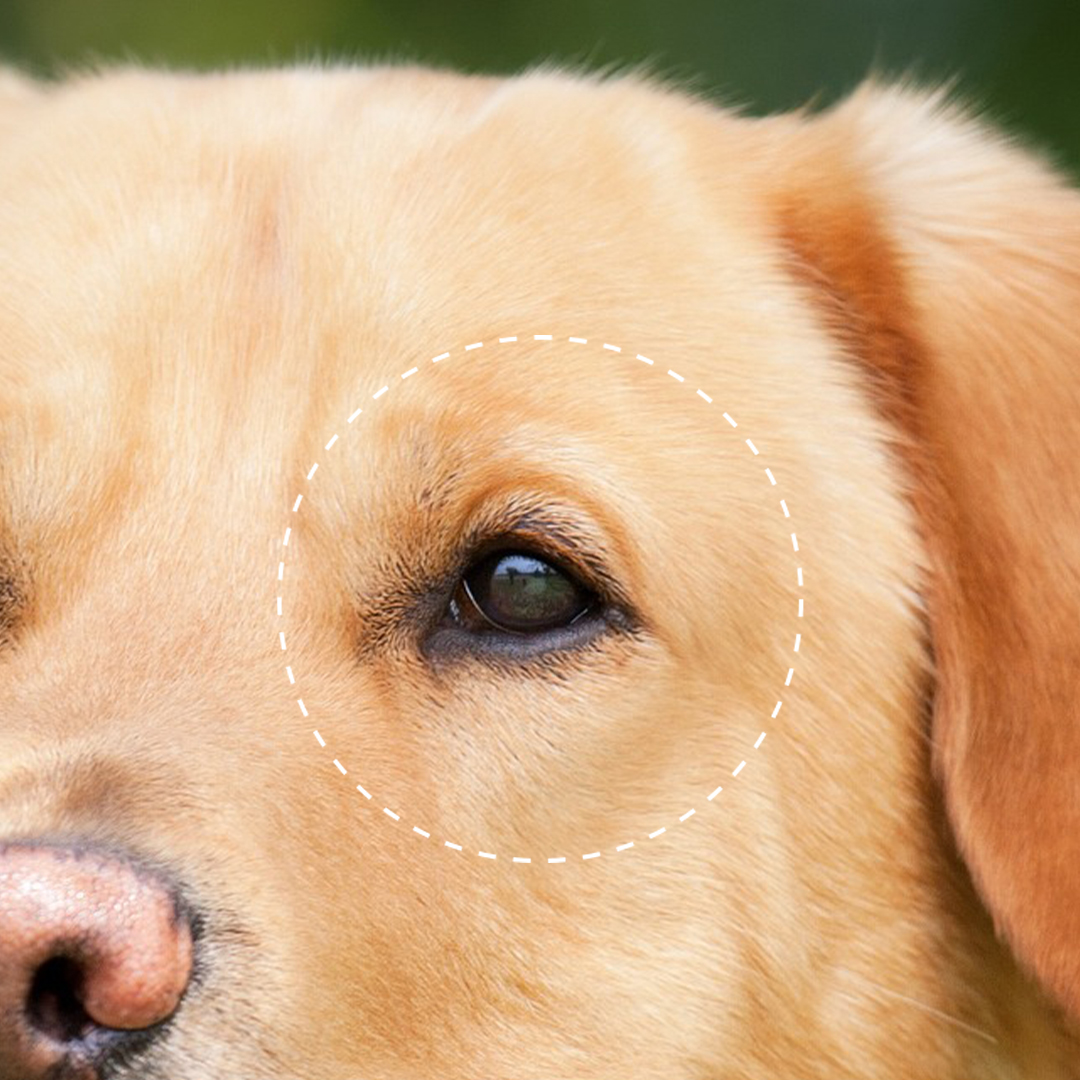 拉不拉多 品種犬健康與遺傳疾病圖鑑