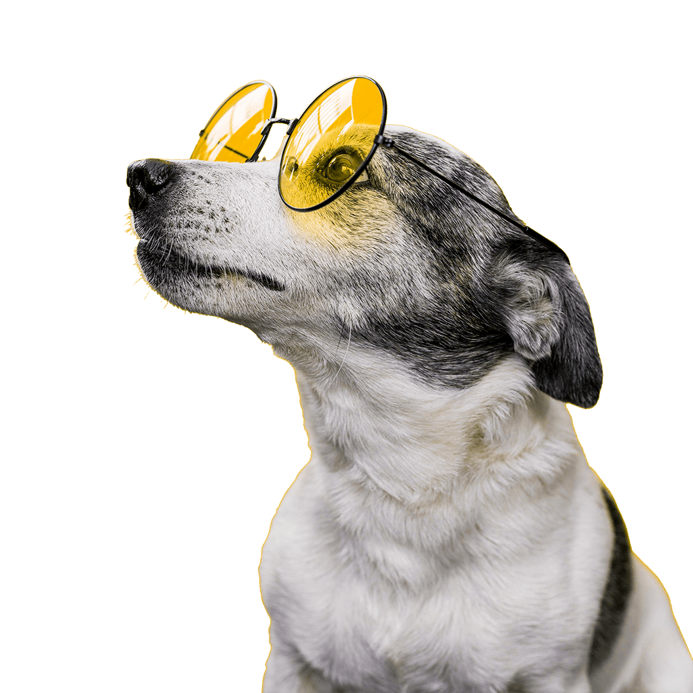 品種犬健康與遺傳疾病圖鑑- 品種犬健康與遺傳疾病圖鑑