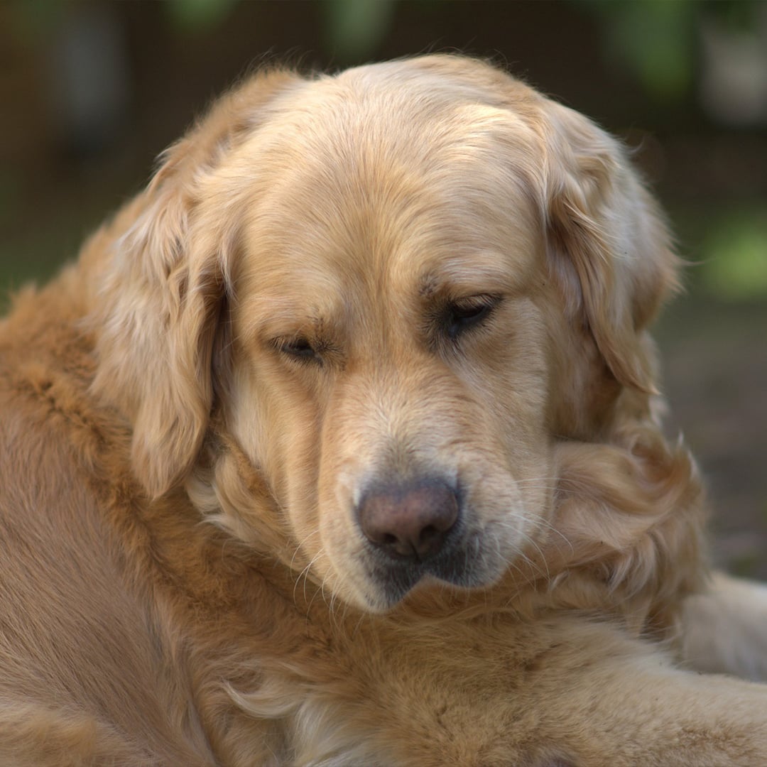 黃金獵犬 品種犬健康與遺傳疾病圖鑑